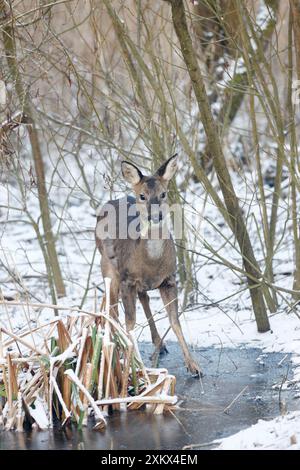 Roe Deer - femme mangeant dans un étang congelé Banque D'Images