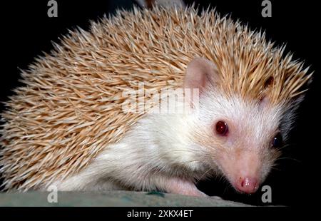 African Pygmy Hedgehog - une forme domestiquée de Banque D'Images