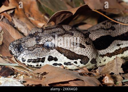 Dumeril's Ground Boa Banque D'Images