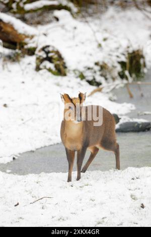 Muntjac - homme par étang gelé dans la neige Banque D'Images