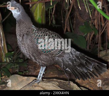 Peacock Pheasant gris - Himalaya répandu vers l'est Banque D'Images