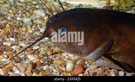 Bullhead brune / poisson-chat - eaux douces Banque D'Images