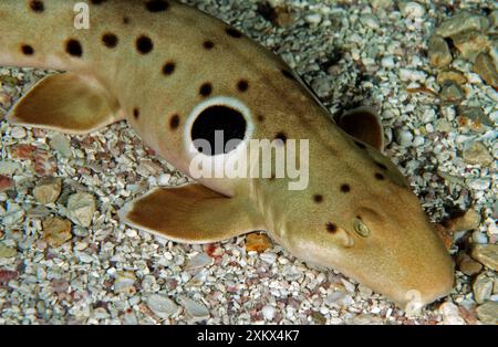 Epaulette Shark - marin tropical Banque D'Images