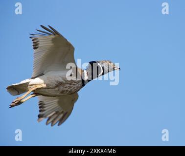 Little Bustard - mâle en vol Banque D'Images