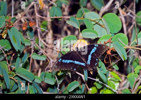 Papillon Swallowtail à bandes vertes - bien usé Banque D'Images