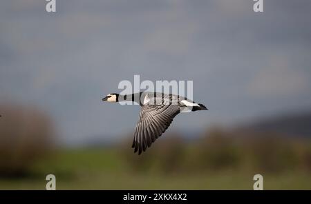 Barnacle Goose - en vol Banque D'Images