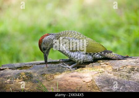 Green Woodpecker - sondage juvénile avec sa langue Banque D'Images