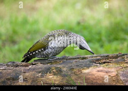 Green Woodpecker - sondage juvénile avec sa langue Banque D'Images