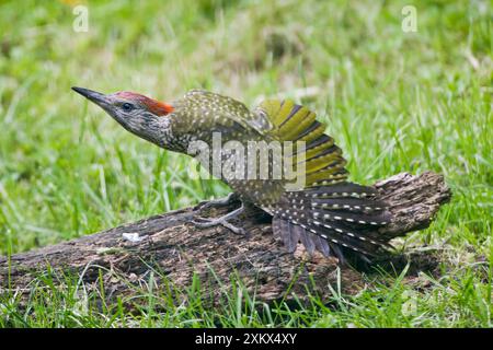 Green Woodpecker - juvénile étirant ses ailes Banque D'Images