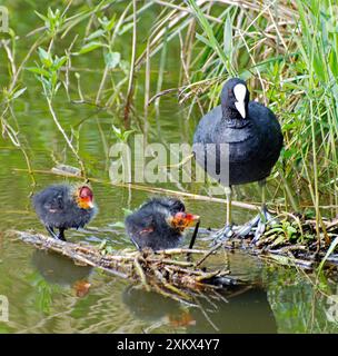 Coot - avec des poussins nouvellement éclos Banque D'Images