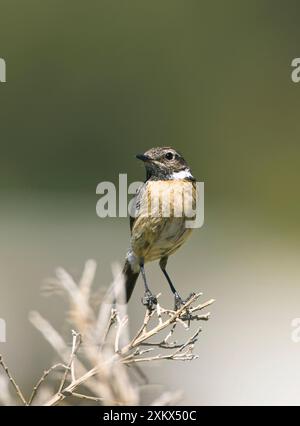 Stonechat - femelle perchée Banque D'Images