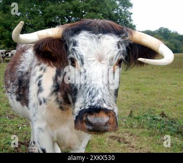 Vieux bétail anglais Longhorn - utilisé pour la conservation Banque D'Images