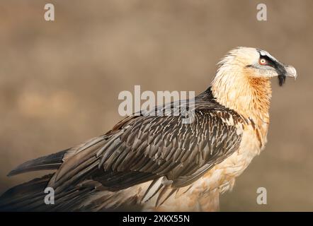 Lammergeier / Vulture barbu - adulte Banque D'Images