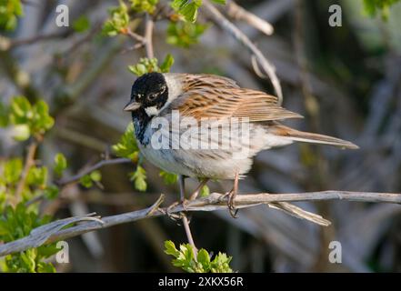 Reed Bunting - mâle adulte perché dans la haie Banque D'Images