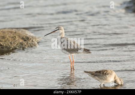 Spotted Redshank - juvénile Banque D'Images