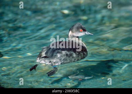 Grebe à col noir / oreilles - hiver Banque D'Images