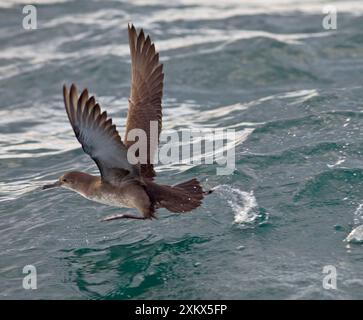 Balearic Shearwater - en vol - courir sur le Banque D'Images