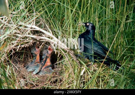 Brewer's Blackbird - adulte nourrissant les jeunes au nid Banque D'Images