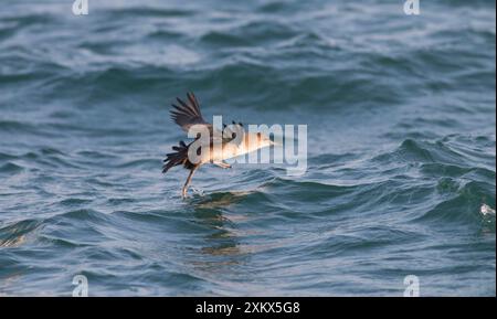 Balearic Shearwater - en vol - courir sur le Banque D'Images