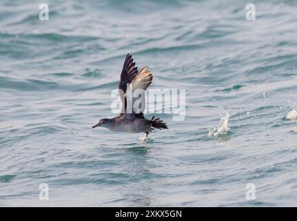 Balearic Shearwater - en vol - courir sur le Banque D'Images