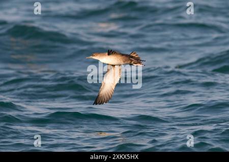 Balearic Shearwater - en vol au-dessus de la mer Banque D'Images