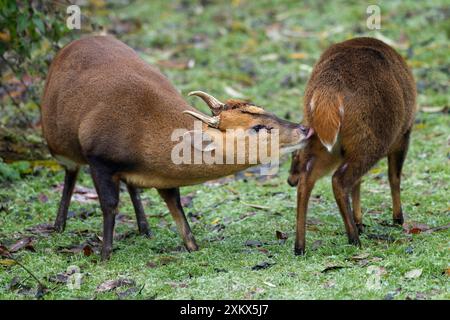 Muntjac Deer - mâle et femelle prêts à s'accoupler Banque D'Images