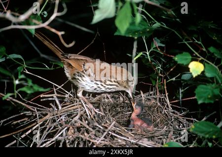 Marron Thrasher - au nid nourrir les poussins Banque D'Images