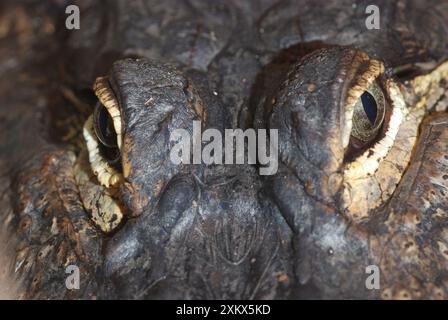 American Alligator - yeux Banque D'Images