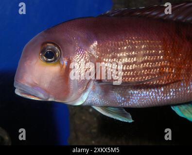 Red Tilefish, Horsehead Tilefish, Midwater North Banque D'Images