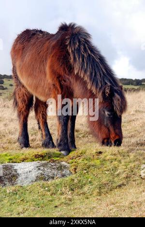 Dartmoor Pony en manteau d'hiver mangeant le dernier de Banque D'Images