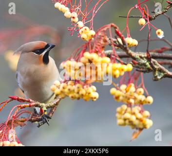 Cire - se nourrir de baies Banque D'Images