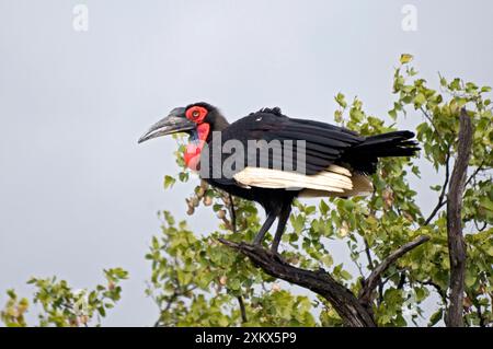 Hornbill du sol sud - perché dans l'arbre Banque D'Images