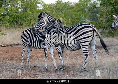 Burchell's / Plains Zebra - jument reposant le menton sur le poulain. Banque D'Images