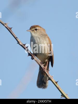 Paruline de Cetti - perchée sur le ronce Banque D'Images