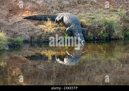 Crocodile du Nil - entrant dans l'eau. Banque D'Images