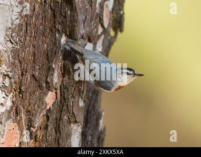 Nuthatch de Kruper - sur Pine Tree Banque D'Images