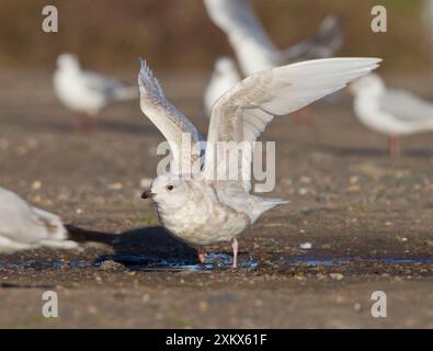 Mouette d'Islande - 2ème hiver - vagabond décollant Banque D'Images