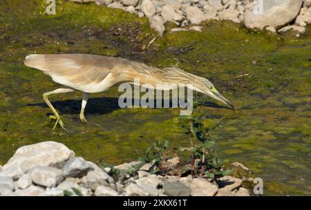 Squacco Heron - recherche de nourriture dans la piscine Banque D'Images