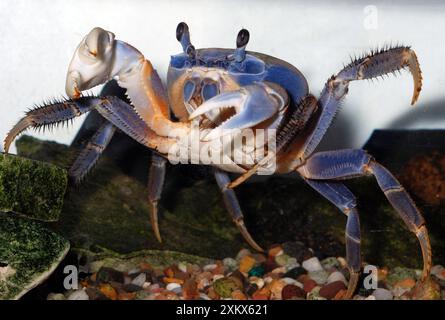 Crabe arc-en-ciel / crabe patriote Banque D'Images