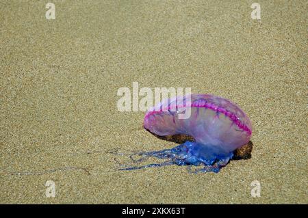 Portugais Man o' War - lavé à terre sur la plage Banque D'Images