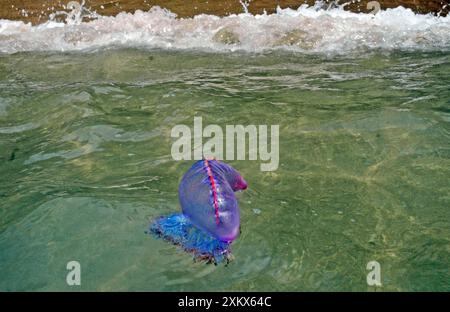 Portugais Man o 'War - être lavé à terre sur la plage Banque D'Images