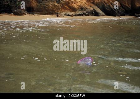 Portugais Man o 'War - être lavé à terre sur la plage Banque D'Images