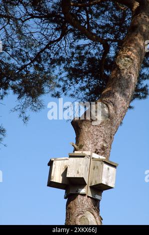 Boîtes de chauves-souris configurées pour offrir une gamme d'expositions Banque D'Images