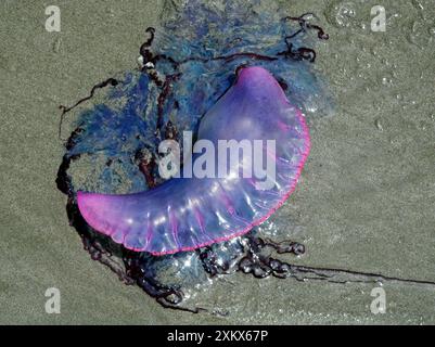 Portugais Man o' War - lavé à terre sur la plage Banque D'Images