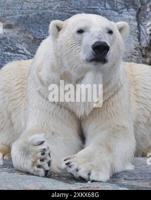 Polar Bear - dans un zoo Banque D'Images