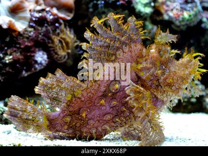 Eschmeyer's Scorpion Fish Banque D'Images