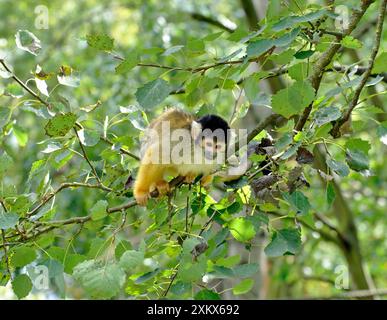 Singe écureuil à tête noire Banque D'Images