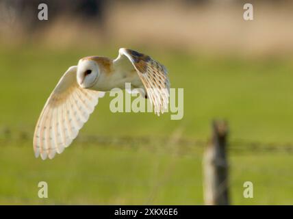 Barn Owl - chasse en vol - mars Banque D'Images