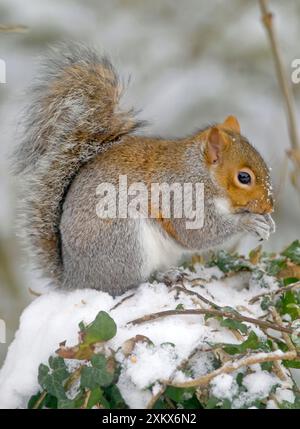 Écureuil gris - sur le sol enneigé alimentation - janvier Banque D'Images