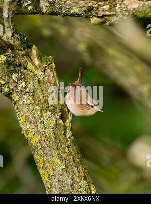 Wren - perché sur la branche - septembre Banque D'Images